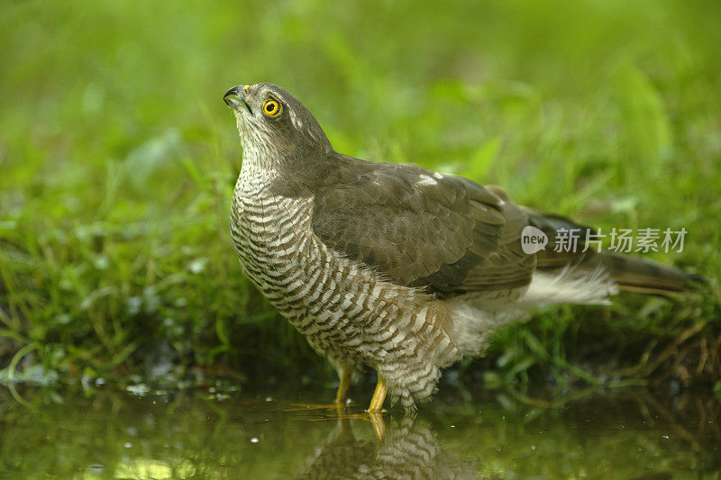 欧亚雀鹰(学名:Accipiter nisus)